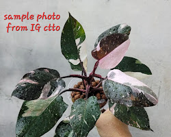 Image of Philodendron Red Anderson