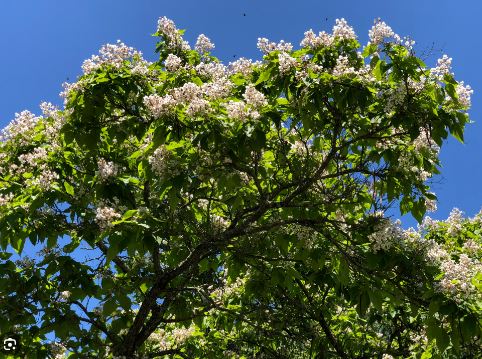 Catalpa Trees Pros and Cons 