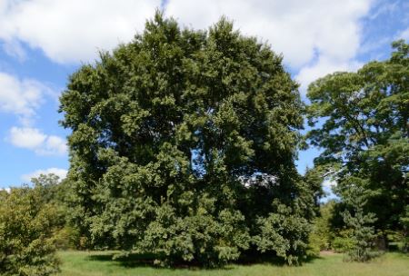 Chinese Elm Tree Pros and Cons