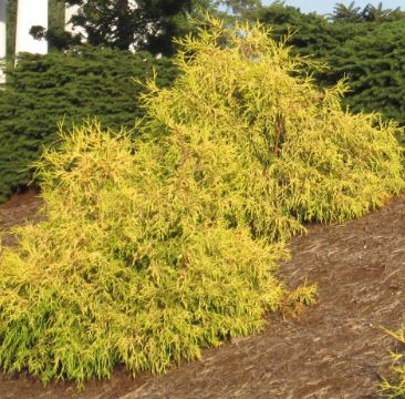 Gold Mop Cypress dwarf