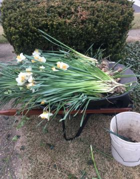How Deep to Plant Daffodil Bulbs