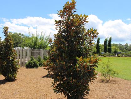 Little Gem Magnolia Tree Pros and Cons
