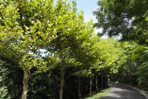 London Plane Tree Pros and Cons
