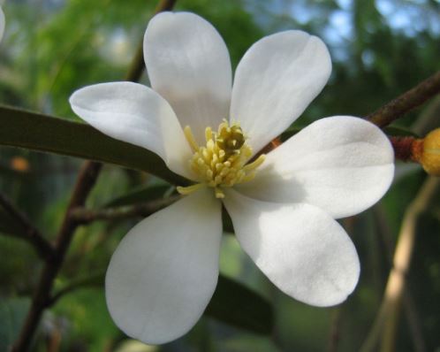 Magnolia Laevifolia