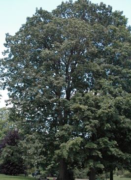 Northern Red Oak Tree Pros and Cons