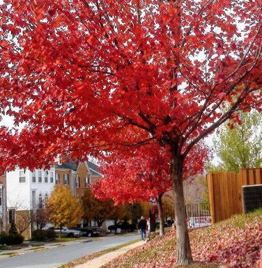 Pros and Cons of Red Sunset Maple Trees