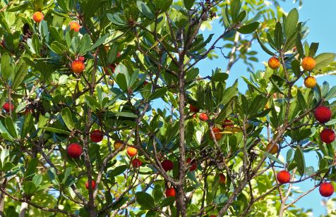 Pros and Cons of Strawberry Trees