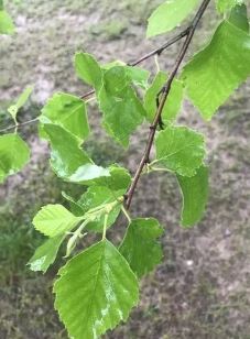 River Birch Tree