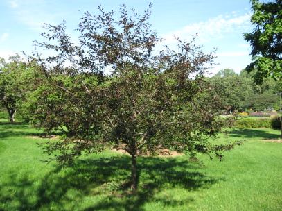 Royal Raindrops Crabapple Tree Pros and Cons of Growing this Stunning Ornamental Tree