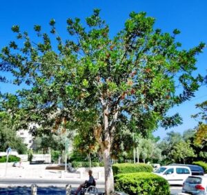 Carrotwood Tree Pros And Cons