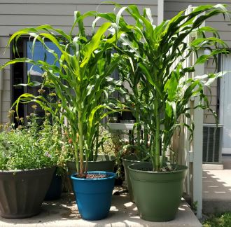 What to Plant With Corn to Keep Bugs Away