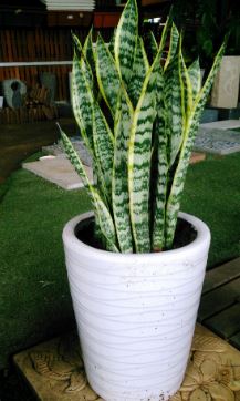 
snake plant meaning feng shui
