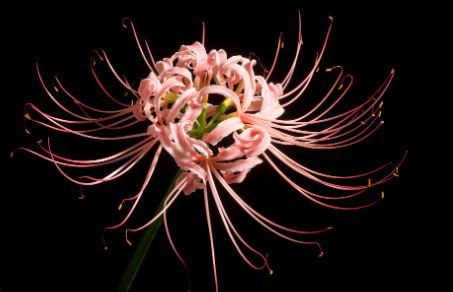 black spider lily meaning