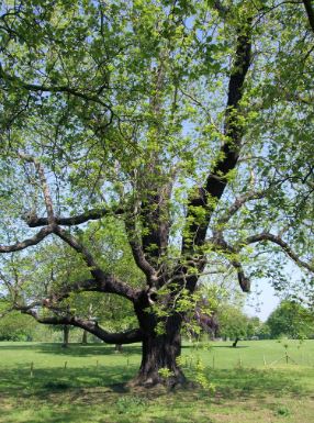 black walnut tree pros and cons