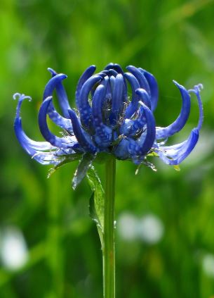 Blå Spider Lily