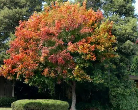 Pisha Tree 12 Chinese Pistache Tree Pros and Cons – Everything You Need to Know