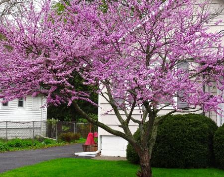 eastern redbud tree pros and cons
