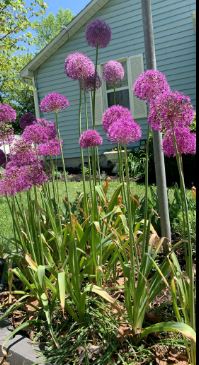 how to plant allium bulbs