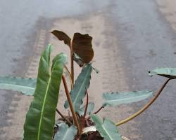 Image of Philodendron Atabapoense