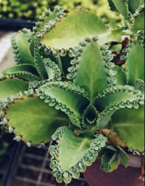 mother of thousands 