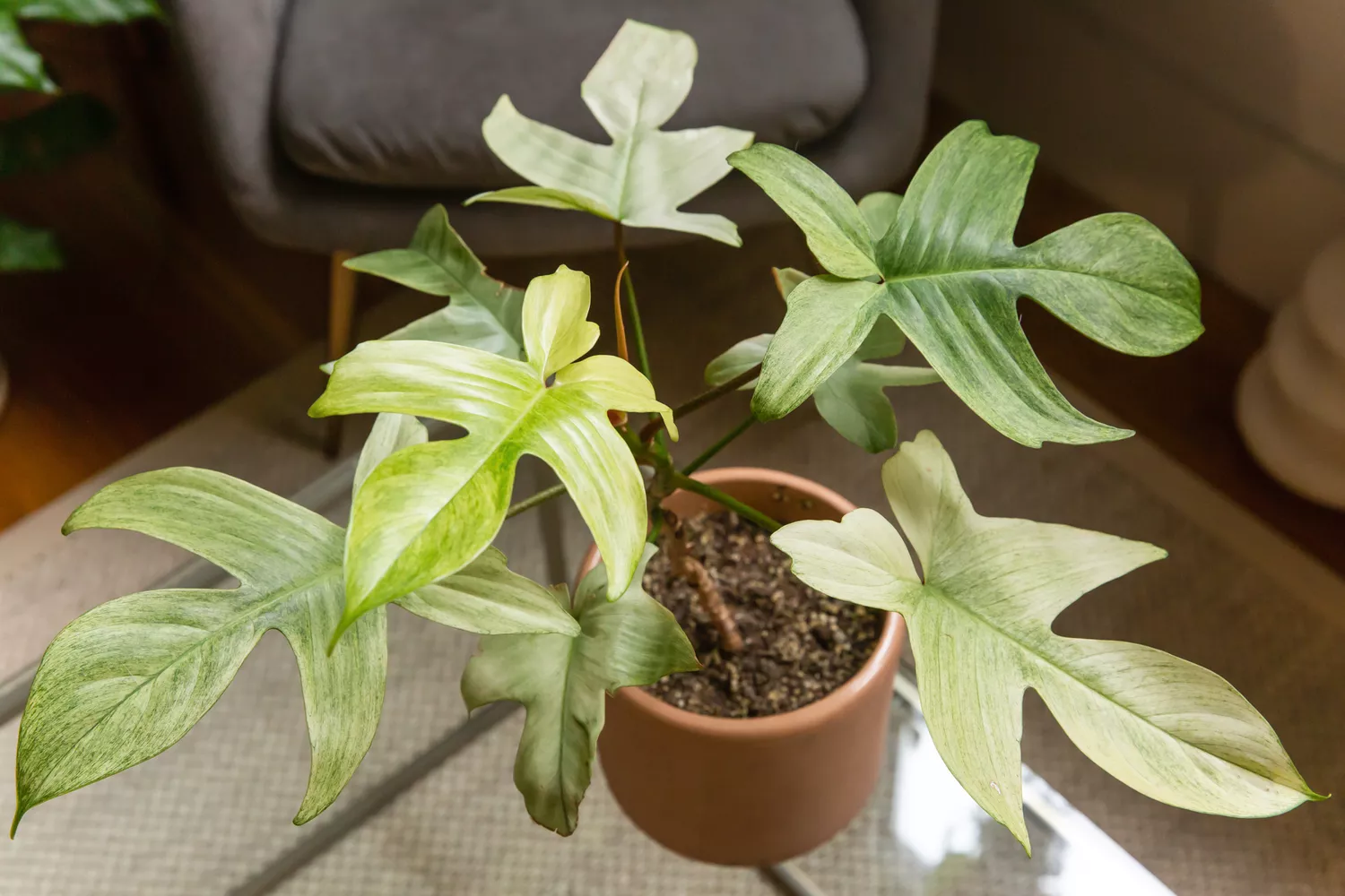 Vue légèrement surélevée d'une plante Philodendron Florida Ghost