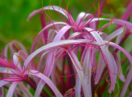 Pink spider lily meaning