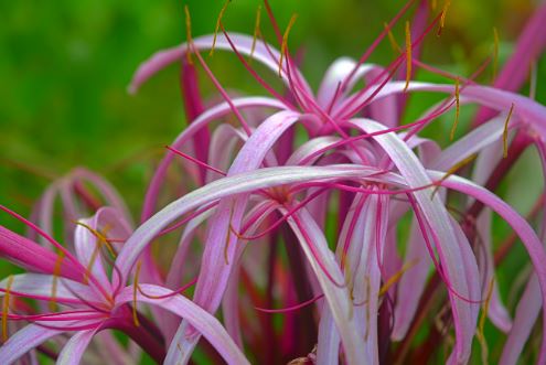 Pink Spider Lily