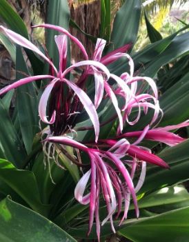 Pink spider lily meaning spiritual Pink spider lily meaning love Pink spider lily meaning death