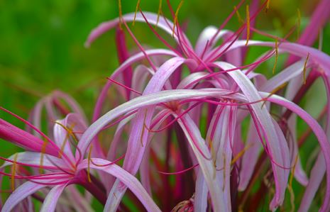 purple spider lilies