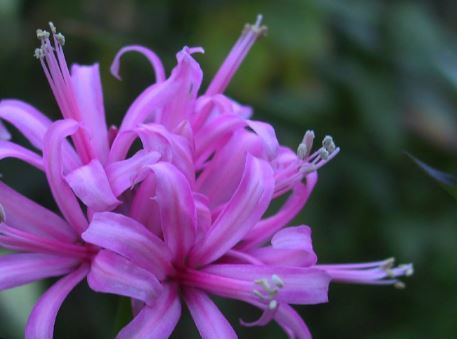 Purple spider lily meaning spiritual
Purple spider lily meaning in relationship
Purple spider lily meaning death
Purple spider lily meaning bible