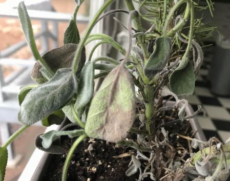 sage leaves turning brown