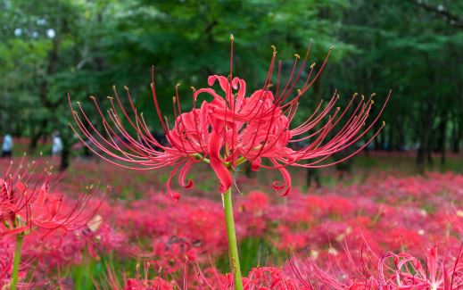 Rød Spider Lily
