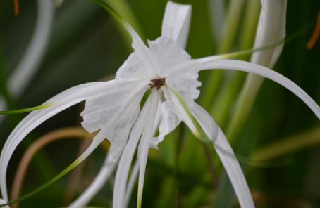 White spider lily meaning
