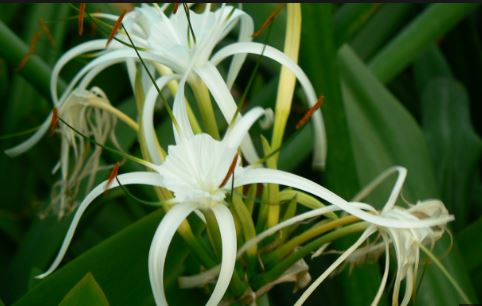 Hvid Spider Lily