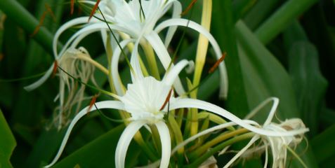 White spider lily meaning spiritual
White spider lily meaning love
White spider lily meaning death
White spider lily meaning bible