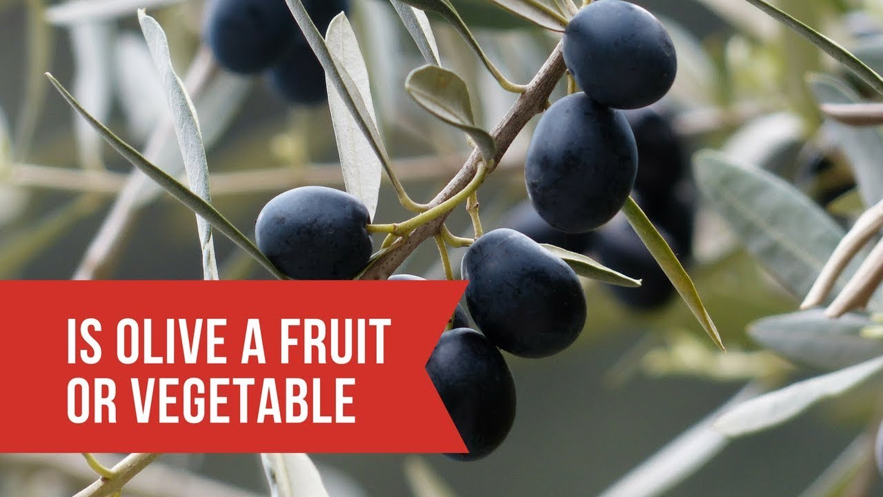 Is Olive a Fruit Or Vegetable | Lotusmagus  