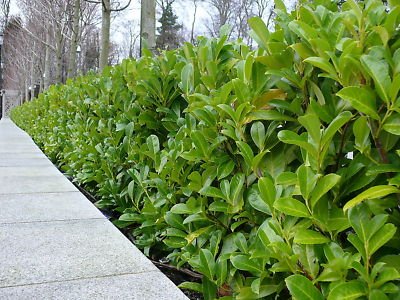 Laurel Hedge Pros And Cons  