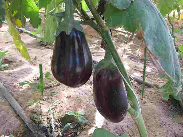 Egg plant meaning And Symbolism