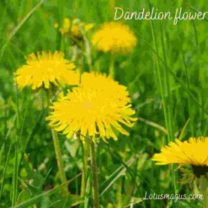 Dandelion flower Meaning