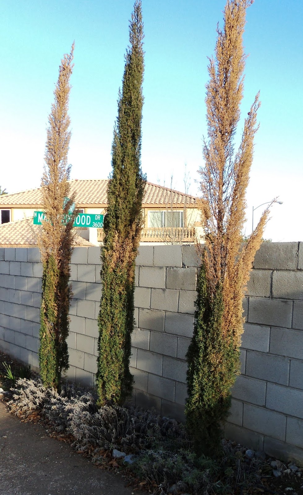 What Causes Italian Cypress Trees to Turn Brown? ( & How to Fix)  