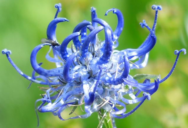 blue spider lily meaning