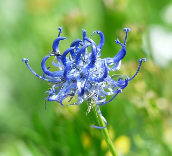 blue spider lily