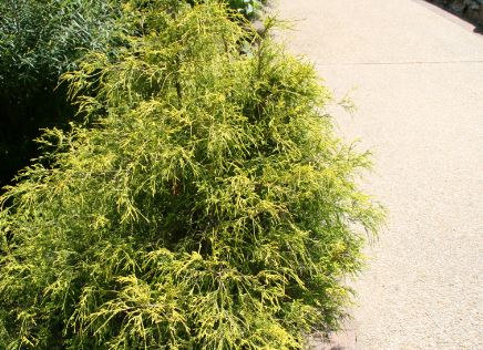 How to Keep Your Gold Mop Cypress Small