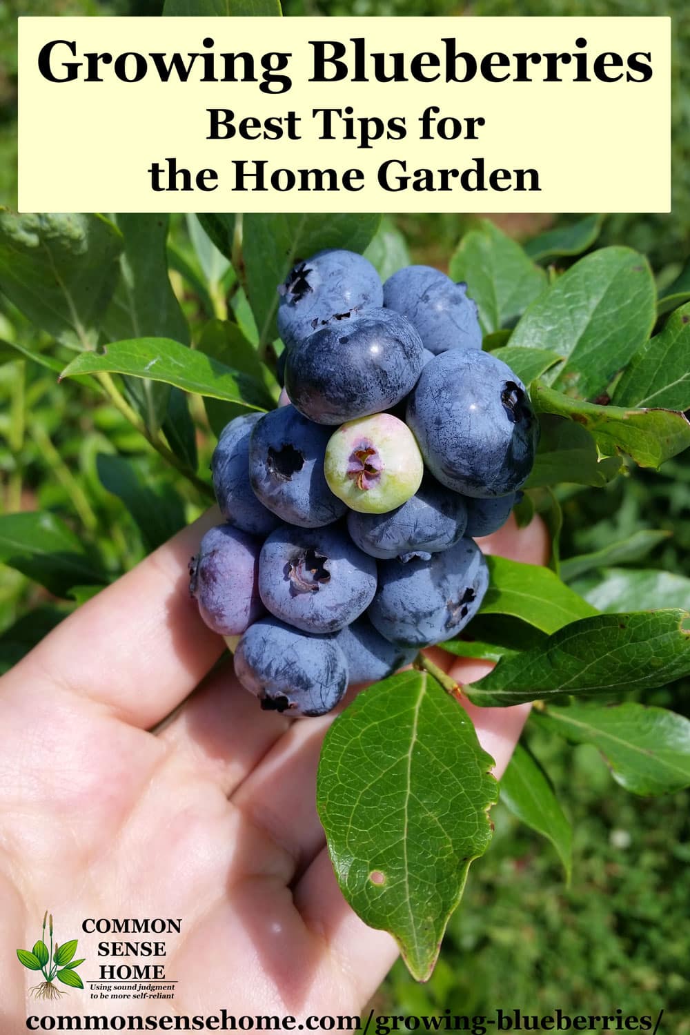 Do Blueberry Plant Spread? - My Plant Care  