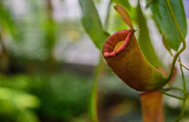 Pitcher Plant Pitchers Turning Brown