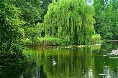 Weeping Willow Tree Pros and Cons