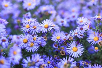 September Birth Flowers: Aster And Morning Glory (Meanings)  