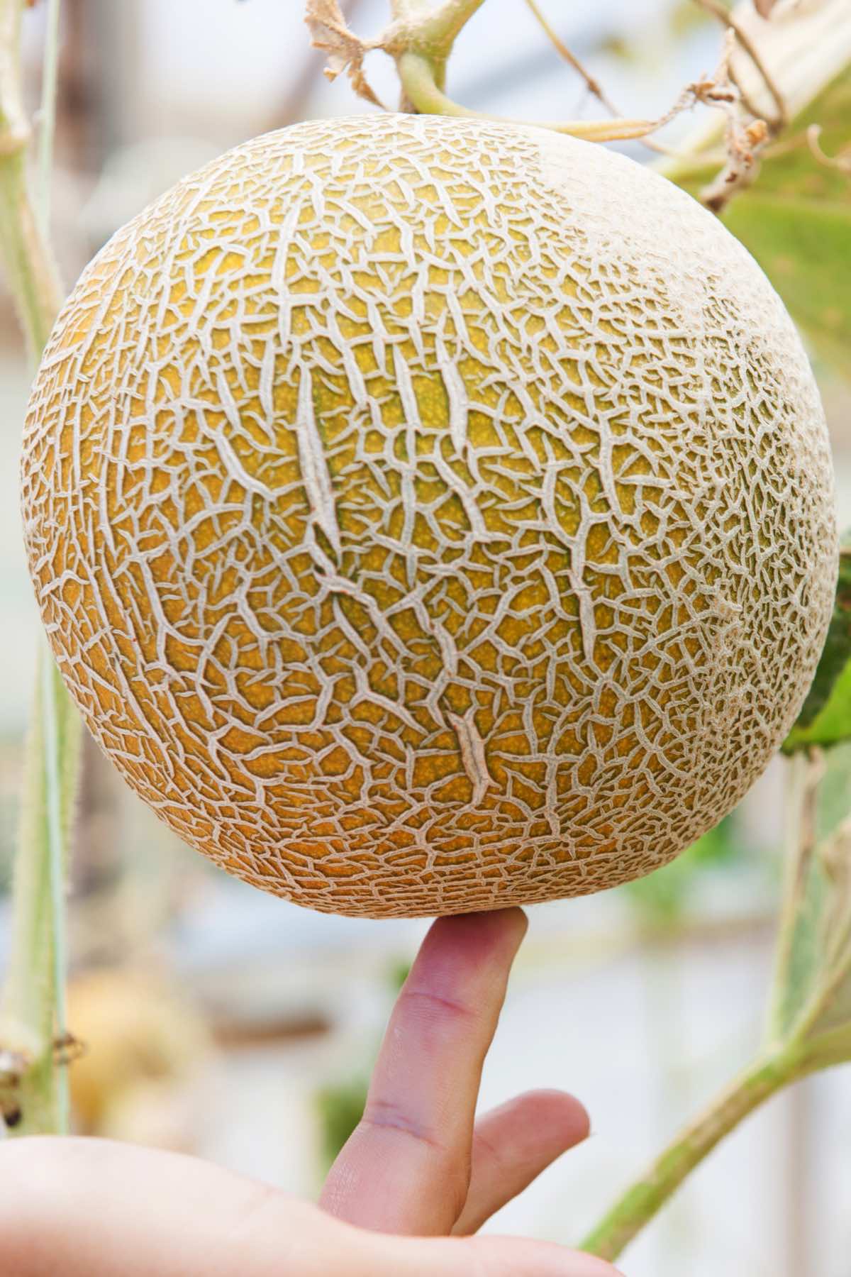How to Tell If Cantaloupe is Ripe | Lotustryo  