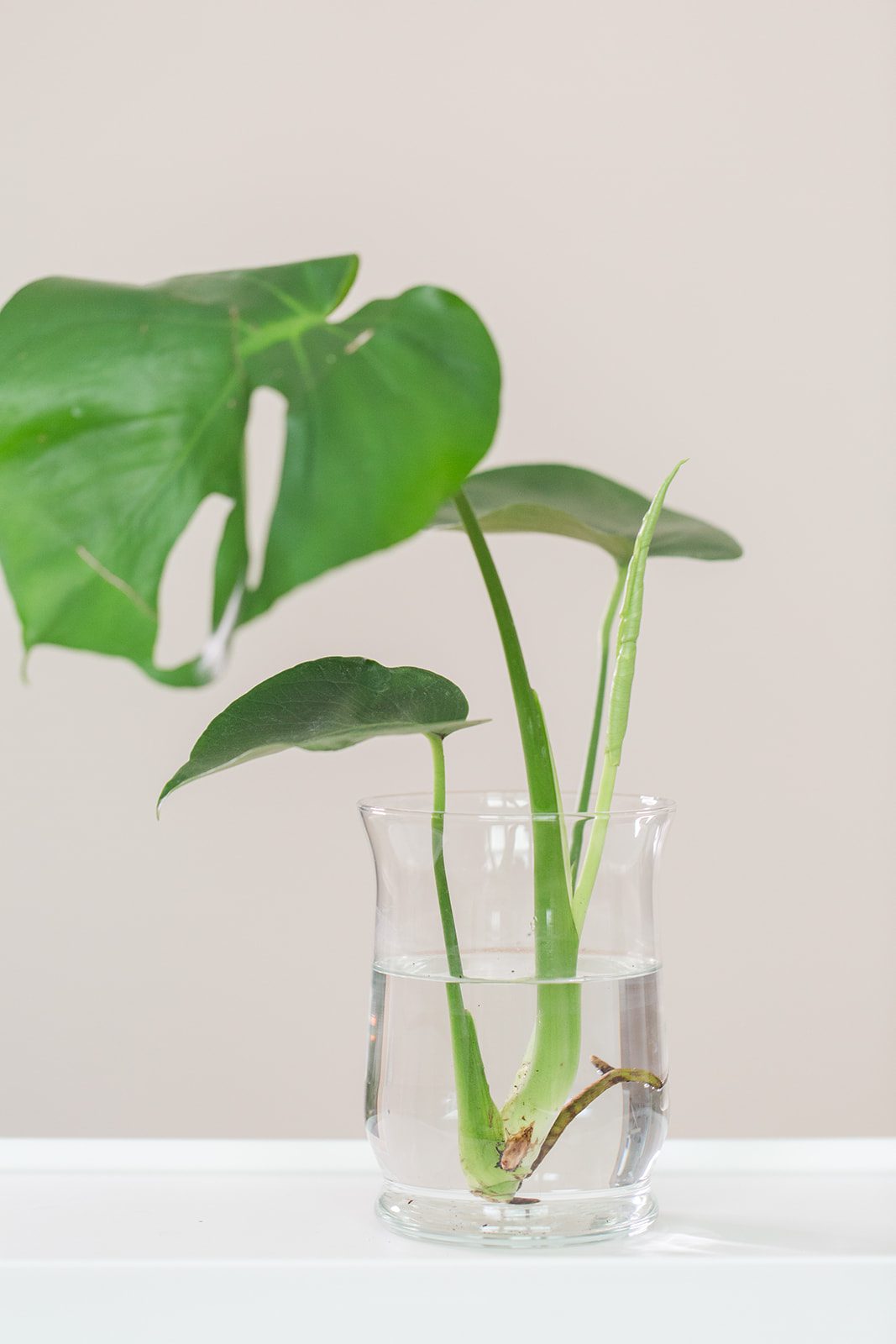 5 Reasons Your Monstera Adansonii Not Rooting in Water - Here is How to Fix  