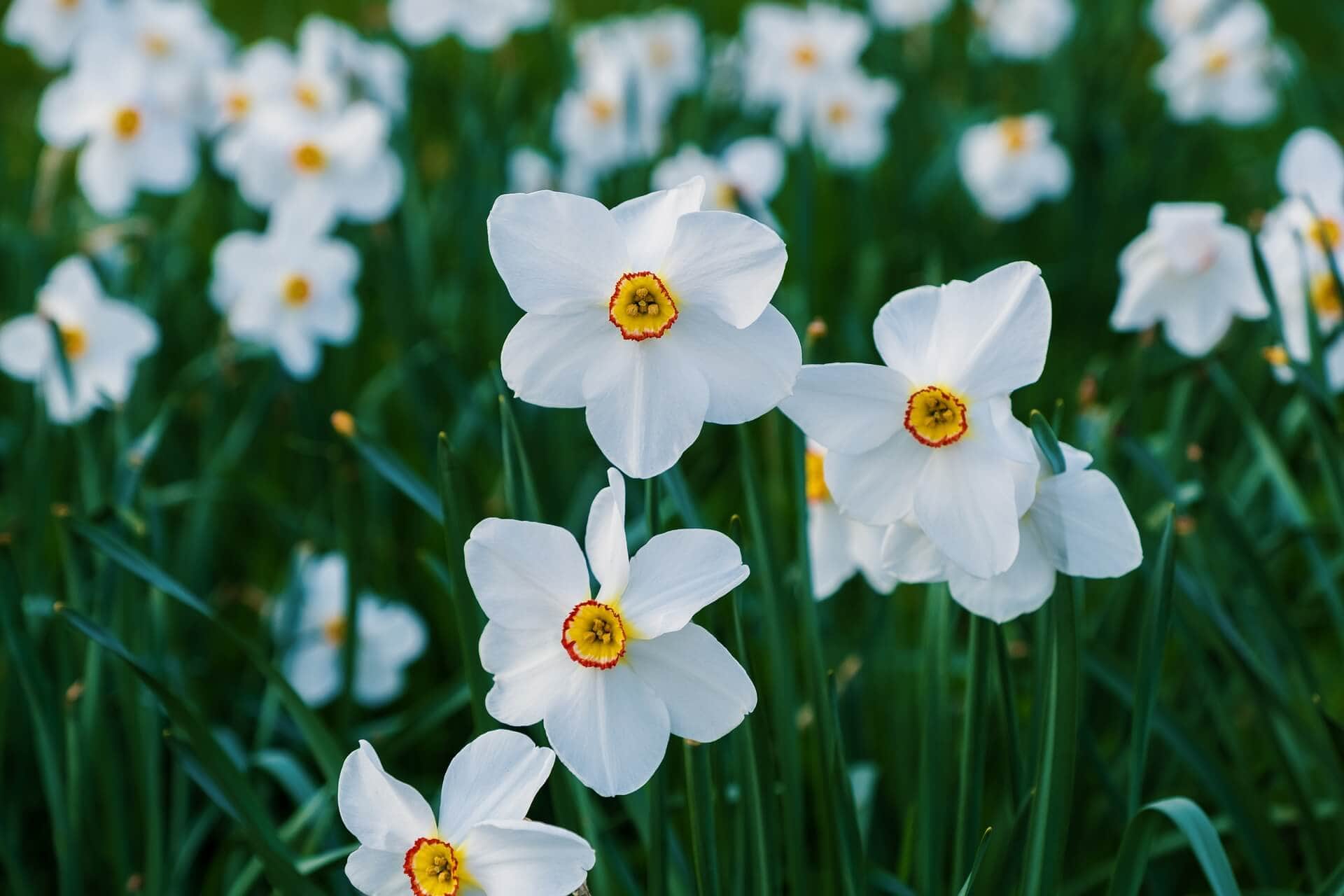 December Birth Flowers: Holly And Narcissus (Paperwhite)(Meanings)  